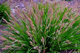 Attēlu rezultāti vaicājumam “Carex digitata flower”