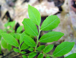 Attēlu rezultāti vaicājumam “Salix myrtilloides leaf”