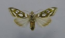 Attēlu rezultāti vaicājumam “Cucullia fraudatrix”