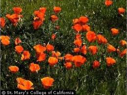 Attēlu rezultāti vaicājumam “Eschscholzia californica fruit”