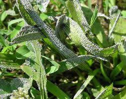 Attēlu rezultāti vaicājumam “Physarum bitectum”