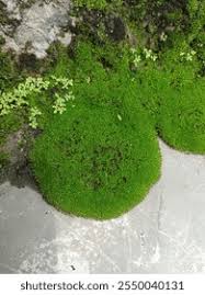 Attēlu rezultāti vaicājumam “Leucobryum glaucum”