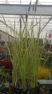 Attēlu rezultāti vaicājumam “Typha latifolia fruit”