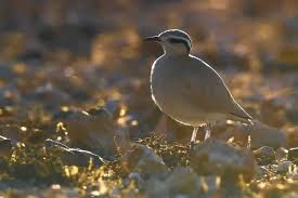 Image result for Cursorius cursor