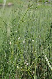 Attēlu rezultāti vaicājumam “Alisma lanceolatum leaf”