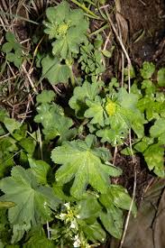 Attēlu rezultāti vaicājumam “Alchemilla vulgaris aggr. leaf”