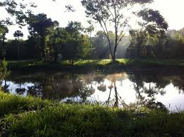 Image result for root-tail