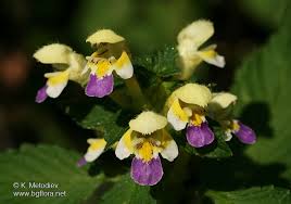 Attēlu rezultāti vaicājumam “Galeopsis speciosa flower”
