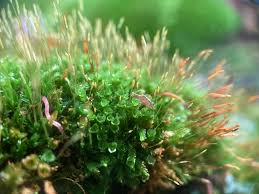 Attēlu rezultāti vaicājumam “Tetraphis pellucida sporophyte”