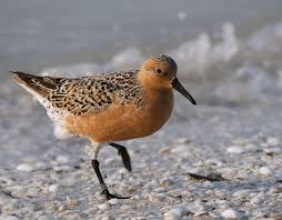 Image result for Calidris tenuirostris