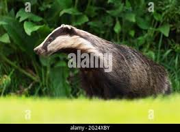 Attēlu rezultāti vaicājumam “Meles meles adult”