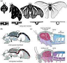 Attēlu rezultāti vaicājumam “Strongylosoma pallipes”