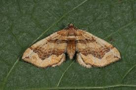 Attēlu rezultāti vaicājumam “Pelurga comitata”