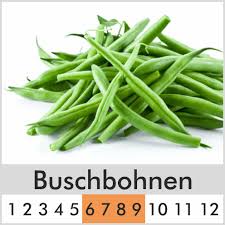 Image result for Buschbohnen