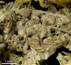 Attēlu rezultāti vaicājumam “Biatora sphaeroides”