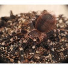 Znalezione obrazy dla zapytania geniculata