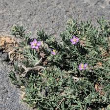 Attēlu rezultāti vaicājumam “Spergularia rubra”