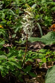 Attēlu rezultāti vaicājumam “Corydalis cava leaf”