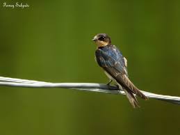 Attēlu rezultāti vaicājumam “Hirundo rustica adult”
