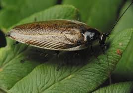 Attēlu rezultāti vaicājumam “Ectobius sylvestris male”