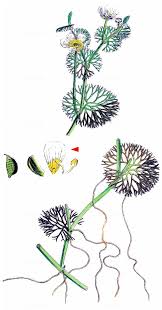 Attēlu rezultāti vaicājumam “Batrachium circinatum flower”