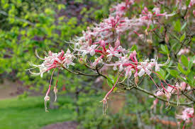 Attēlu rezultāti vaicājumam “Rhododendron periclymenoides”