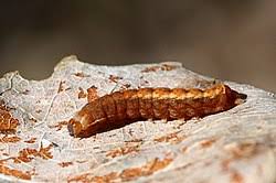 Attēlu rezultāti vaicājumam “Diarsia brunnea”