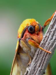 Attēlu rezultāti vaicājumam “Hepialus humuli male”