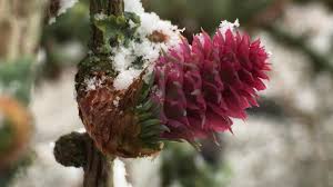 Attēlu rezultāti vaicājumam “Larix kaempferi female flower”
