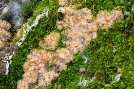 Attēlu rezultāti vaicājumam “Phlebia rufa”