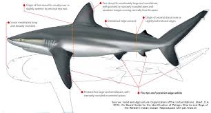 Image result for Carcharhinus albimarginatus