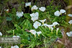 Attēlu rezultāti vaicājumam “Calla palustris flower”