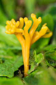 Attēlu rezultāti vaicājumam “Geoglossum sp.”