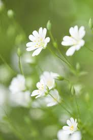 Attēlu rezultāti vaicājumam “Stellaria holostea flower”