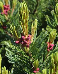 Attēlu rezultāti vaicājumam “Pinus pumila”