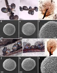 Attēlu rezultāti vaicājumam “Lamproderma ovoideum”