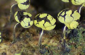 Attēlu rezultāti vaicājumam “Physarum bivalve spores”