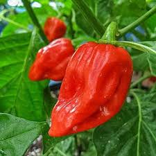 Afbeeldingsresultaat voor chili maya hot pepper hot pepper