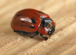 Attēlu rezultāti vaicājumam “Gonioctena”