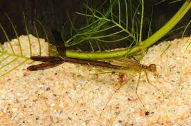 Attēlu rezultāti vaicājumam “Lestes sponsa”