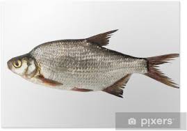 Image result for Blicca bjoerkna