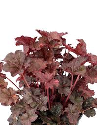 Image result for Heuchera `Midnight Rose`