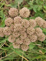 Image result for Angelica silvestris