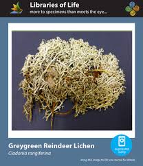 Attēlu rezultāti vaicājumam “Cladonia rangiferina”