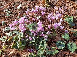 Attēlu rezultāti vaicājumam “Cyclamen hederifolium”