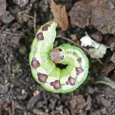 Attēlu rezultāti vaicājumam “Notodontidae”