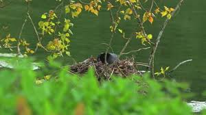Attēlu rezultāti vaicājumam “Fulica atra nest”