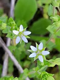 Attēlu rezultāti vaicājumam “Arenaria serpyllifolia flower”