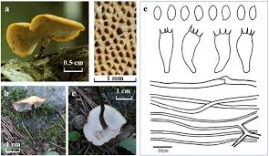 Attēlu rezultāti vaicājumam “Polyporus”