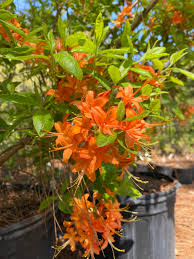 Attēlu rezultāti vaicājumam “rhododendron”